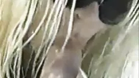 يمكنهم أيضا ممارسة ج ...